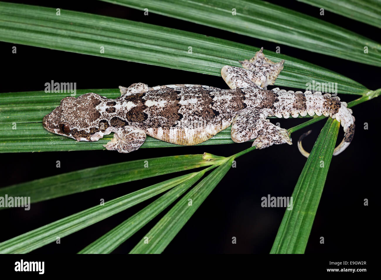 Horsfield's Flying Gecko (Ptychozoon horsfieldii) in a tropical rainforest in Borneo Stock Photo