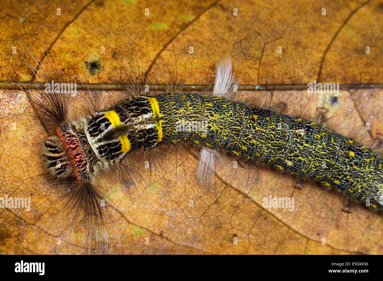 Close up of brightly coloured hairy caterpillar of Lasiocampidae species in tropical rainforest of Borneo Stock Photo