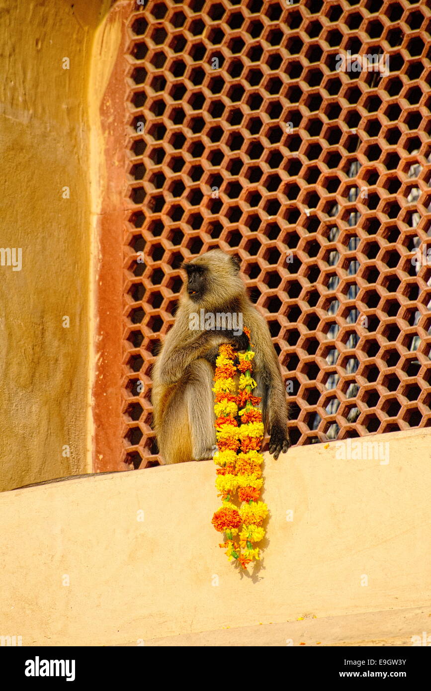 Monkey feeding with flowers from Holi celebration Stock Photo - Alamy