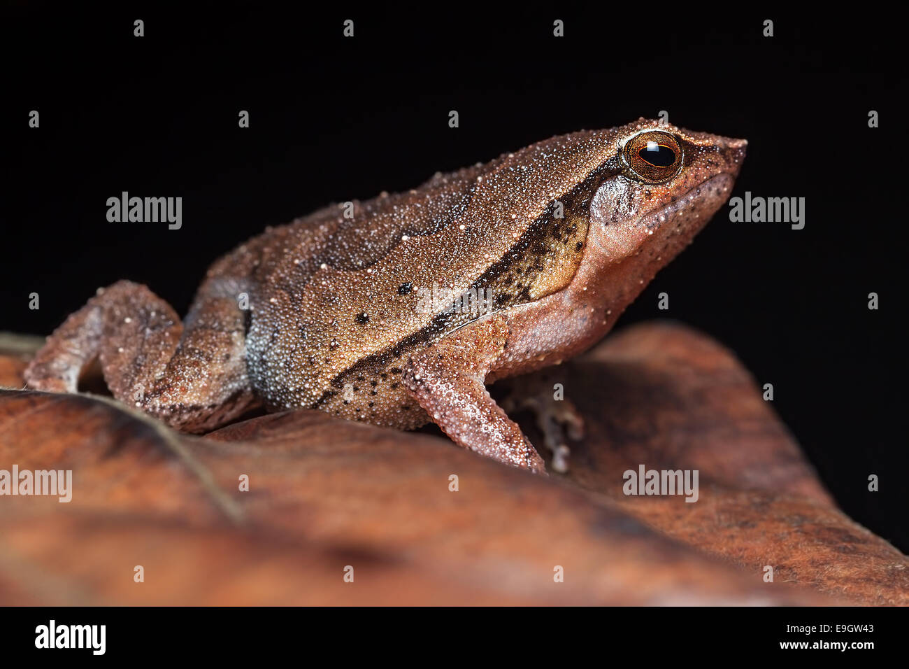 Black-spotted Sticky Frog (Kalophrynus pleurostigma) in a Malaysian tropical rainforest at night Stock Photo