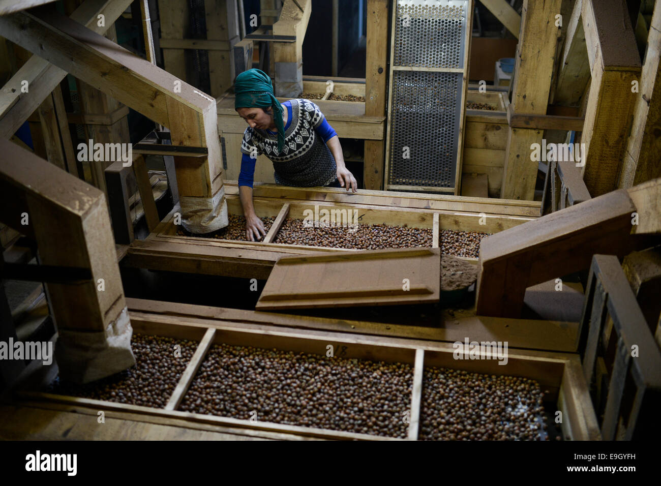 TURKEY Duzce, hazelnut processing plant of Karter in Cumayeri , women