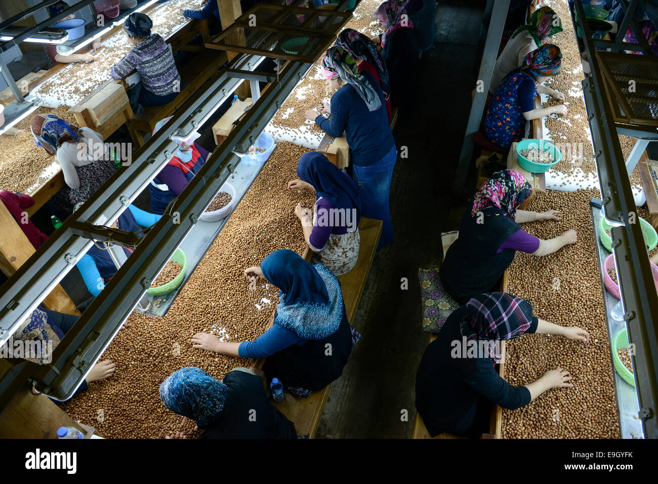 TURKEY Duzce, hazelnut processing plant of Karter in Cumayeri , women