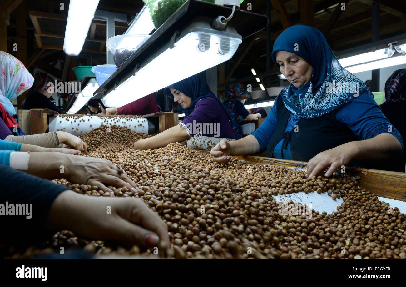 TURKEY Duzce, hazelnut processing plant of Karter in Cumayeri , women