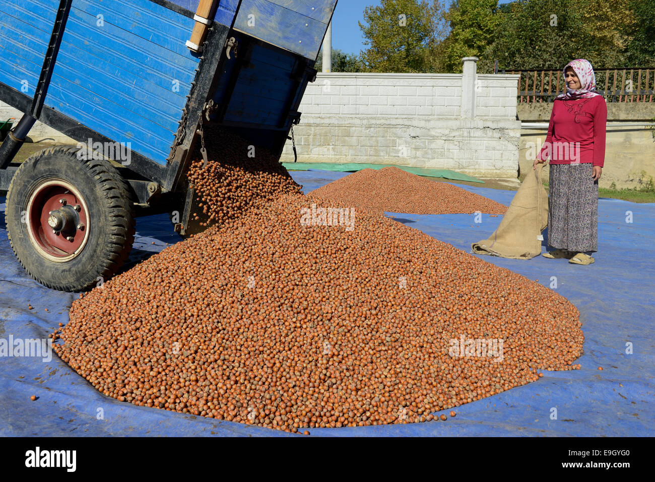 TURKEY, Cumayeri near Duzce, hazelnut processing after harvest at farm