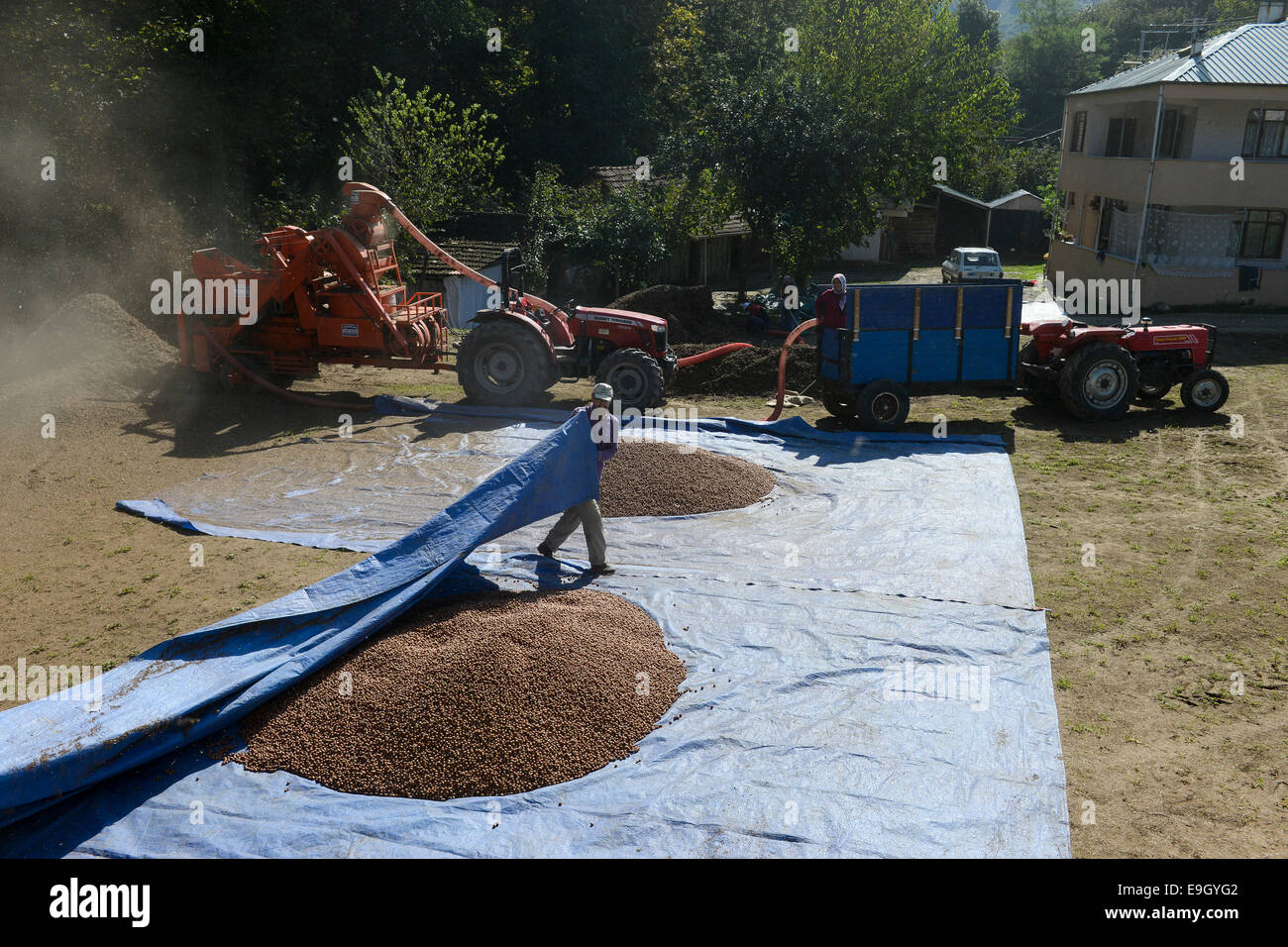 TURKEY, Cumayeri near Duzce, hazelnut processing after harvest at farm
