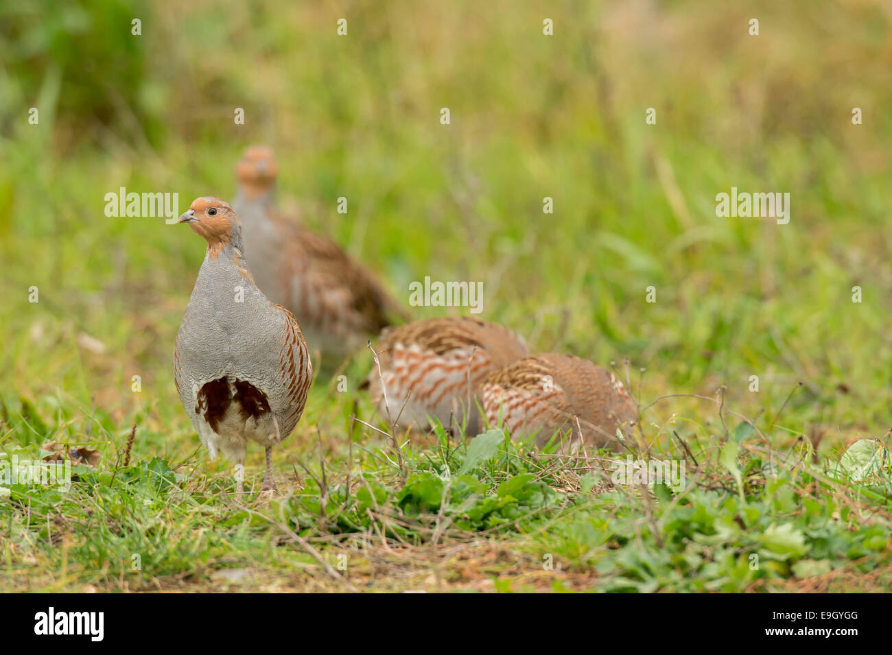 Covey of partridge hires stock photography and images Alamy
