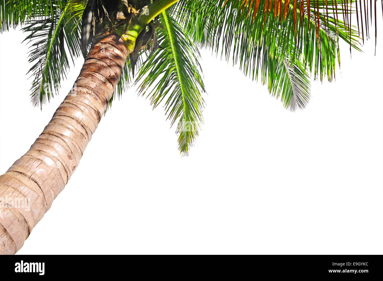 Coconut palm tree isolated on a white background Stock Photo - Alamy