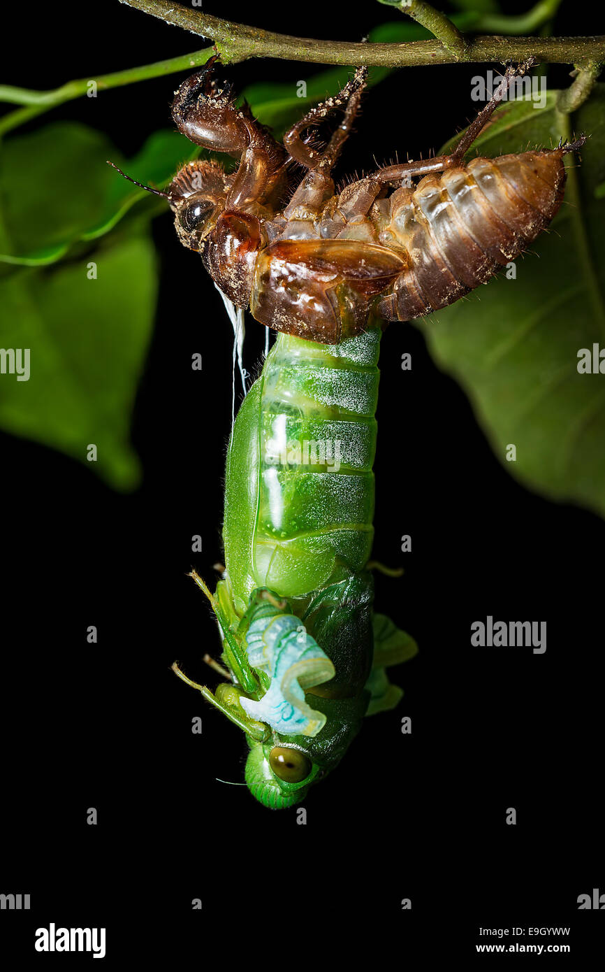 Jade Green Cicada (Dundubia vaginata). The thorax, head, legs and first few abdominal segments freshly emerged from the larval cuticle. Malaysia. Stock Photo