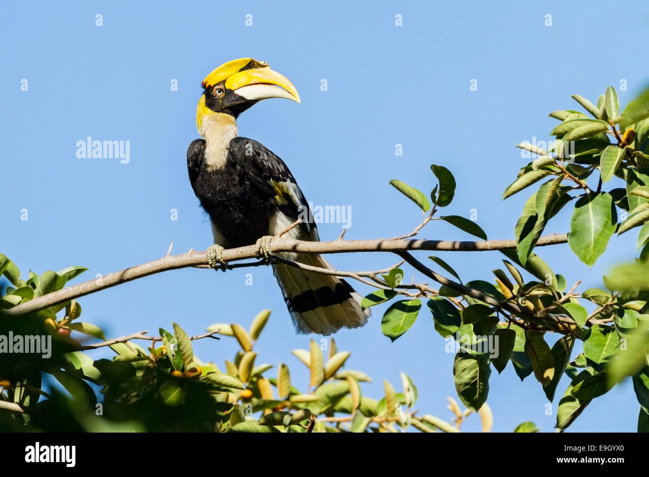 Adult female Great hornbill (Buceros bicornis) in tropical rainforest canopy Stock Photo