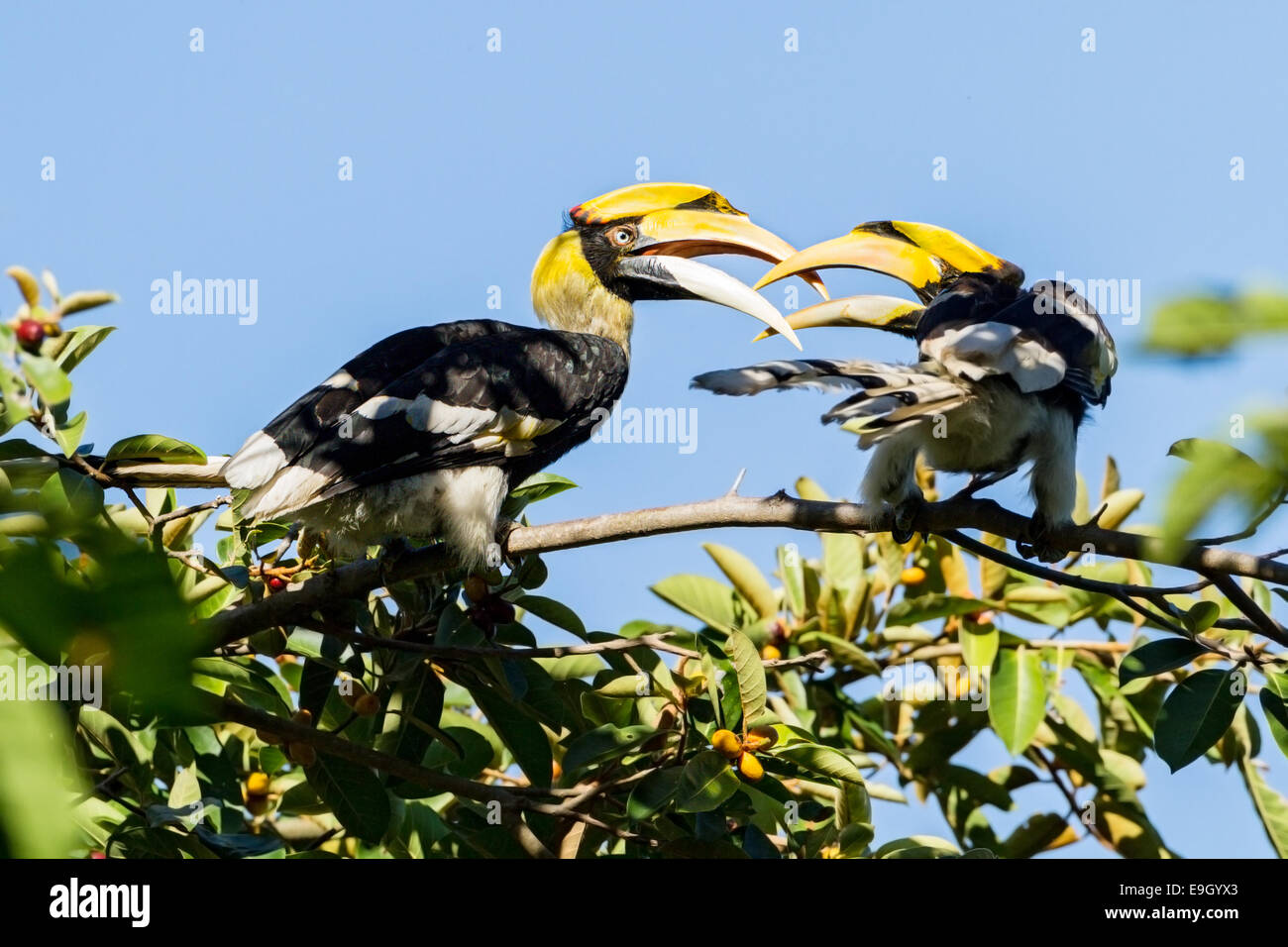 A breeding pair of Great hornbills (Buceros bicornis) courting in tropical rainforest canopy Stock Photo