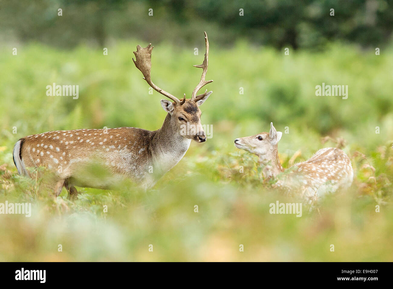 Fallow Deer (Dam dama) stag interacting with a fawn during the annual rut Stock Photo