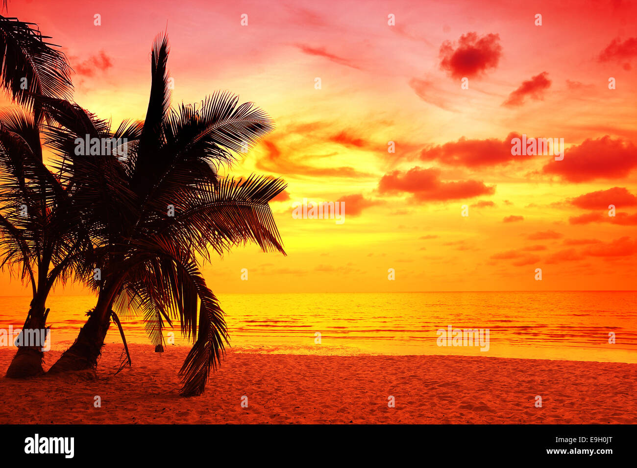 coconut palm trees silhouette at Koh Kood, Thailand Stock Photo