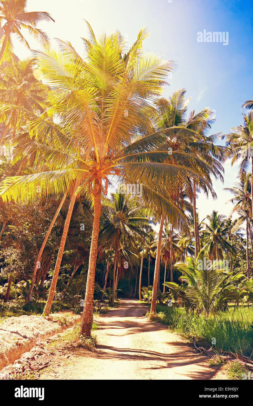 Coconut palm trees and road in the jungle Stock Photo - Alamy