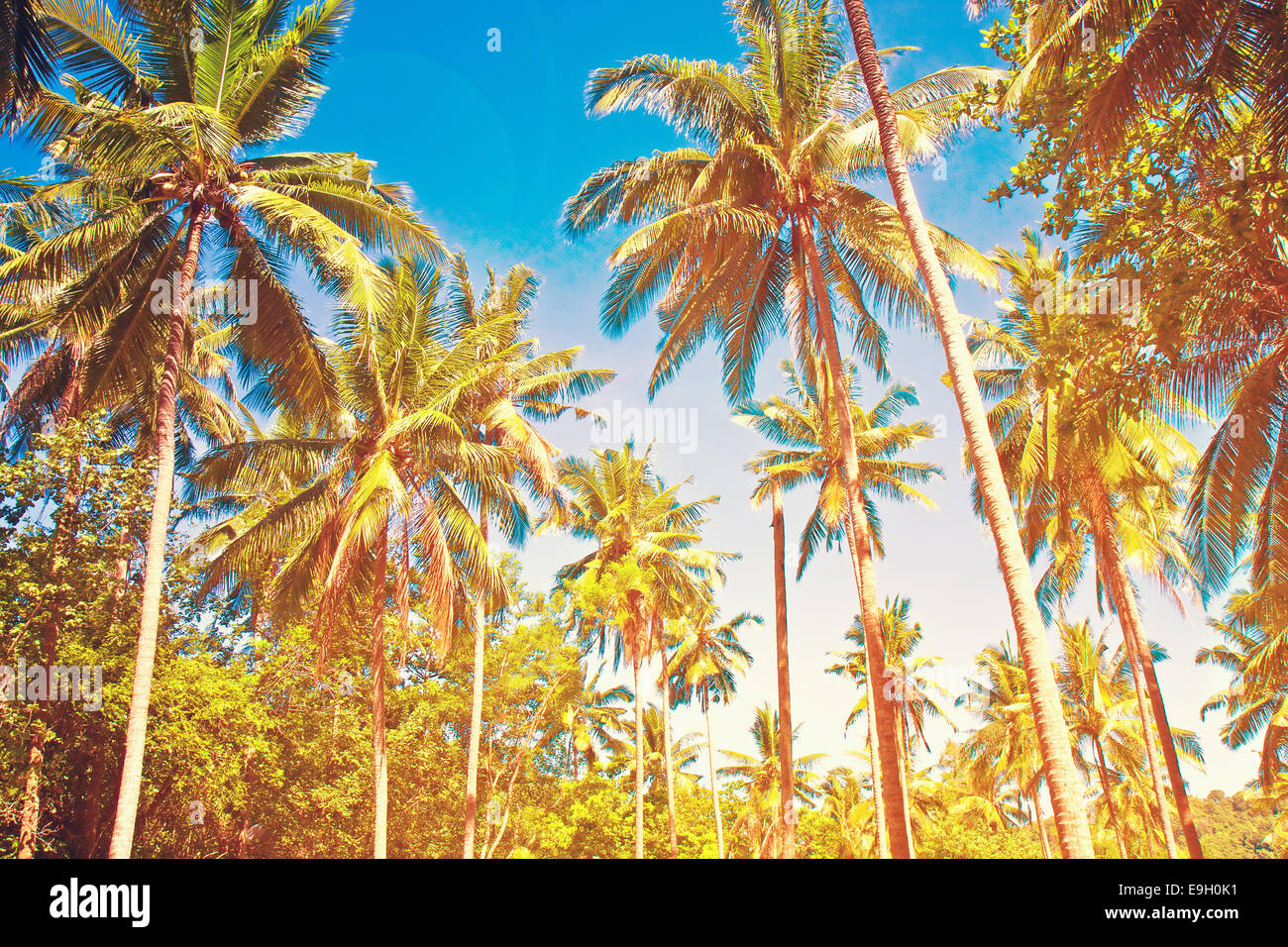 Coconut palm trees perspective view Stock Photo