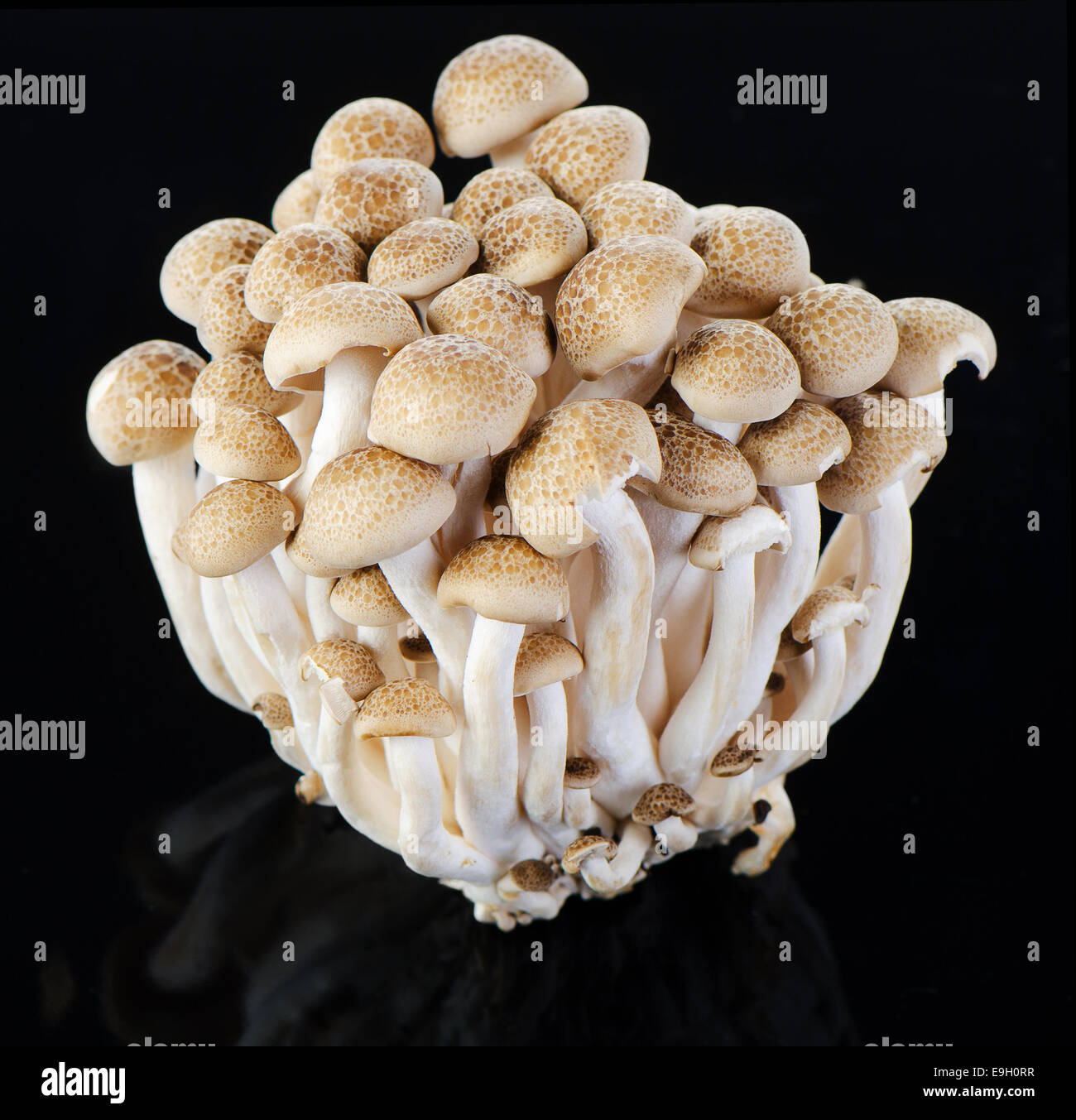 Shimeji mushrooms. selective focus Stock Photo
