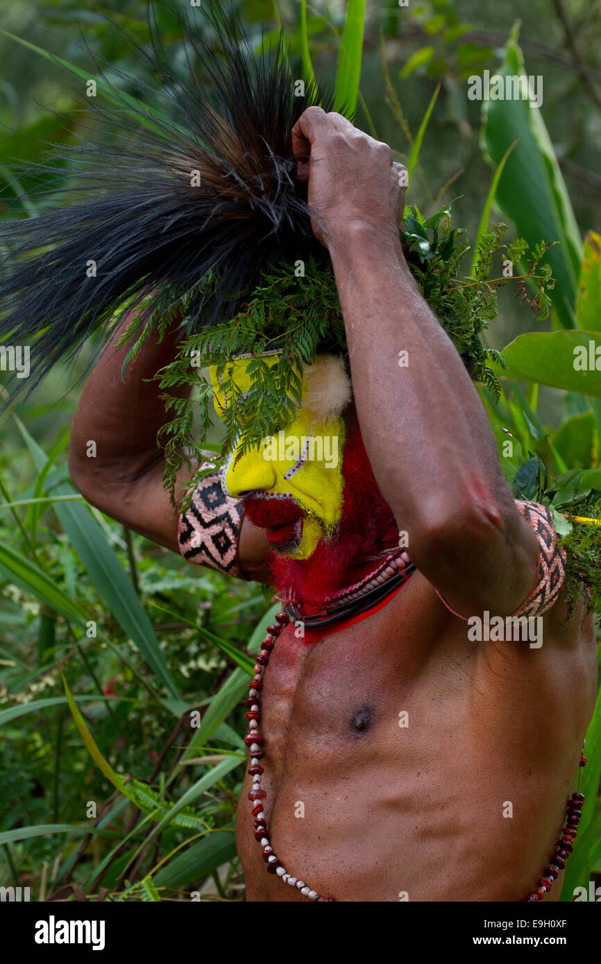 A Huli Wigman Assembles the Cassowary Feathers on his Headdress Stock Photo