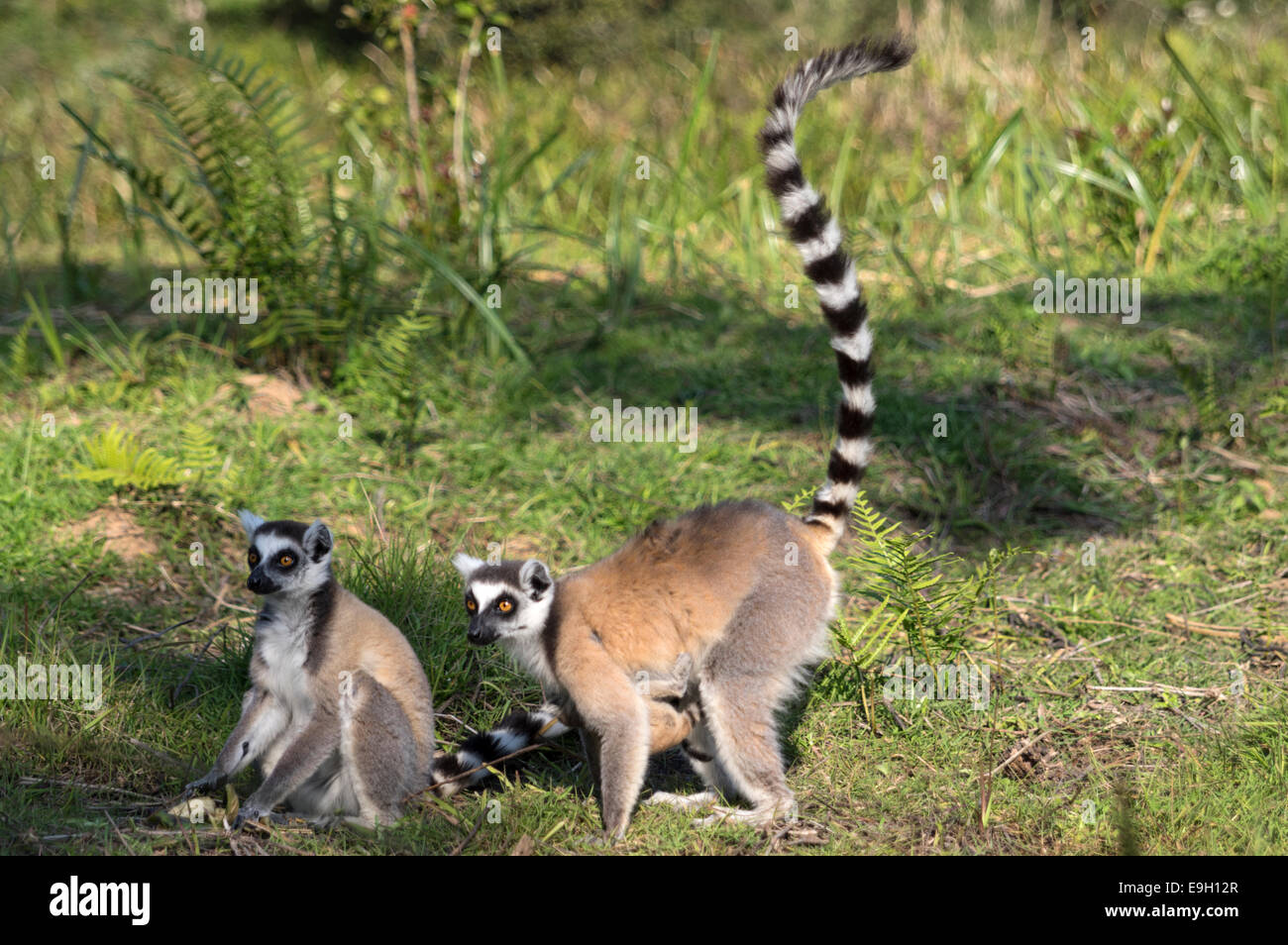 Two ring-tailed lemurs in Madagascar Stock Photo