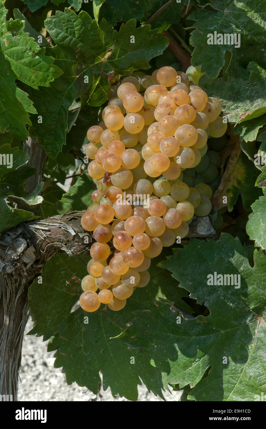 Grapes on the vine, Jerez de la Frontera, Cadiz province, Region of Andalusia, Spain, Europe Stock Photo