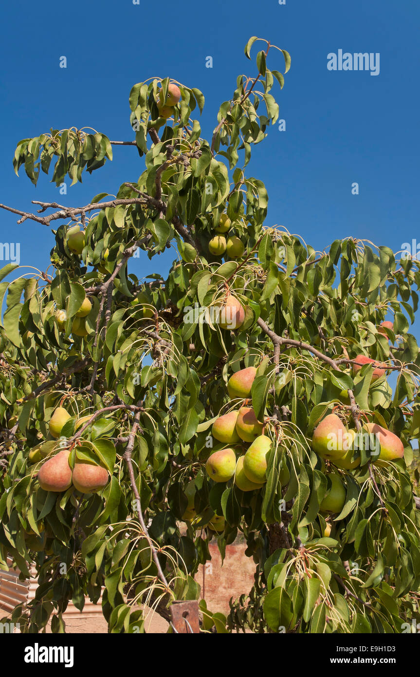 Pear tree, Las Navas de la Concepcion, Seville province, Region of Andalusia, Spain, Europe Stock Photo