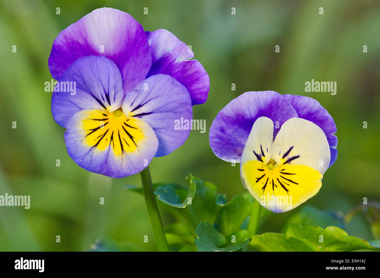 Horned Pansy or Horned Violet (Viola cornuta), Tyrol, Austria Stock Photo