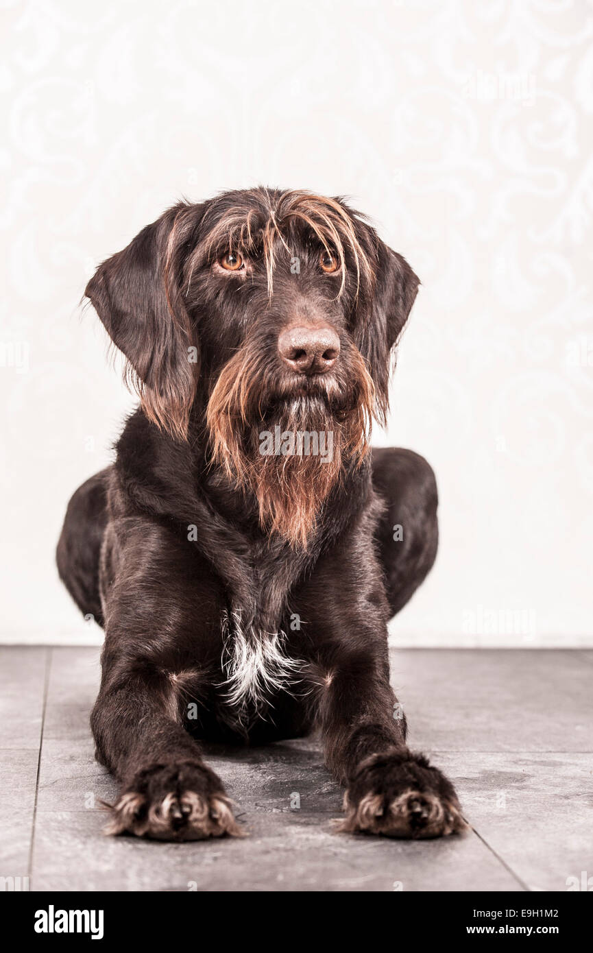 Sitting German Wirehaired Pointer, Germany Stock Photo