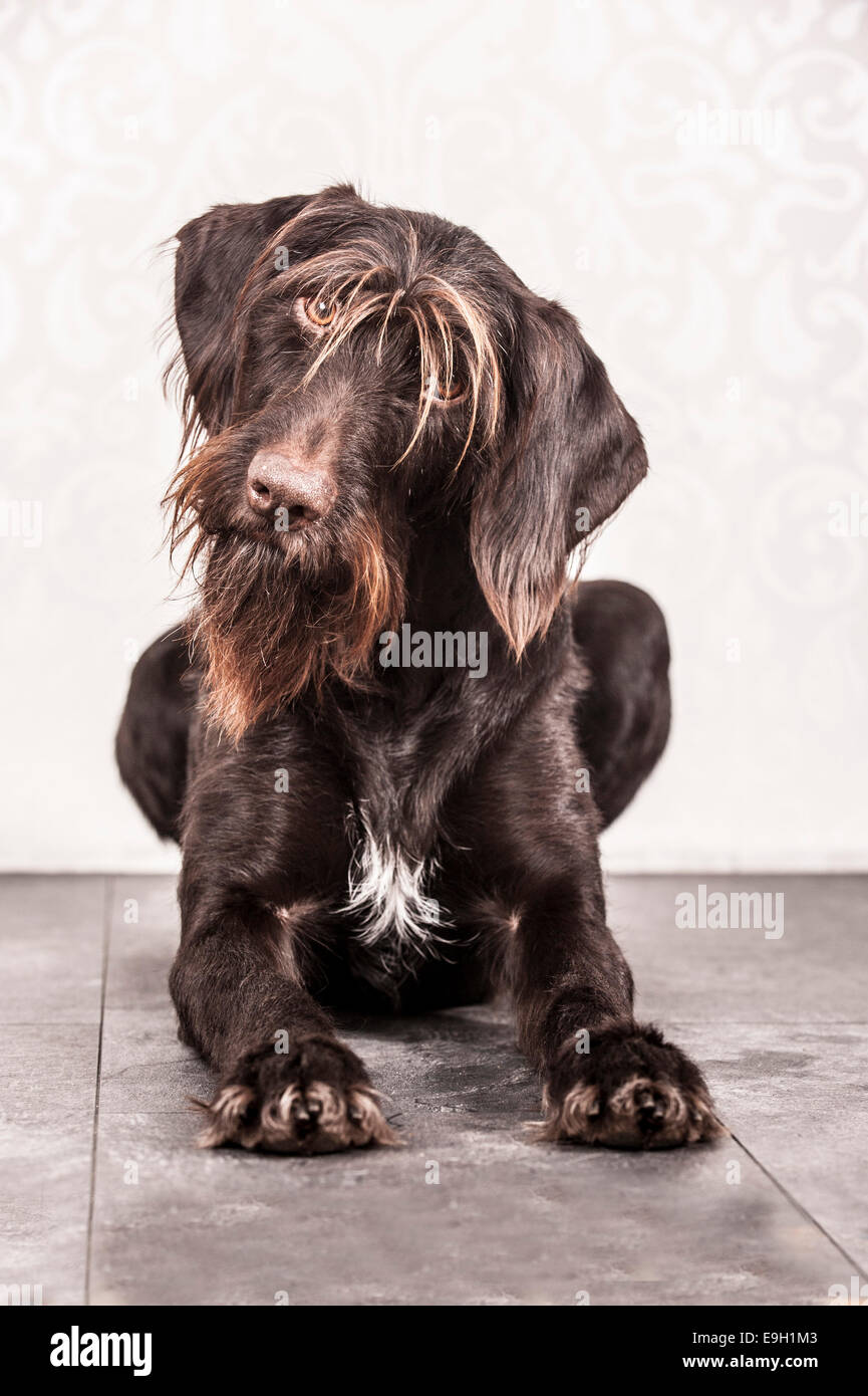 Sitting German Wirehaired Pointer, Germany Stock Photo