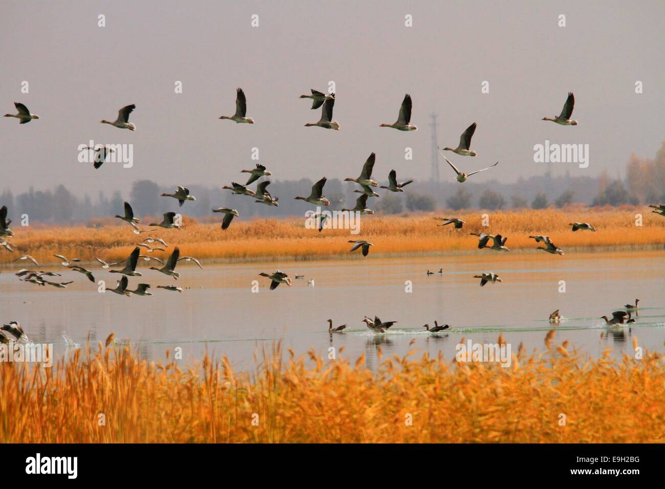Thousands of wild goose resting at Zhangye wet land and preparing for south moving in Gansu, China on 26th October, 2014. Stock Photo
