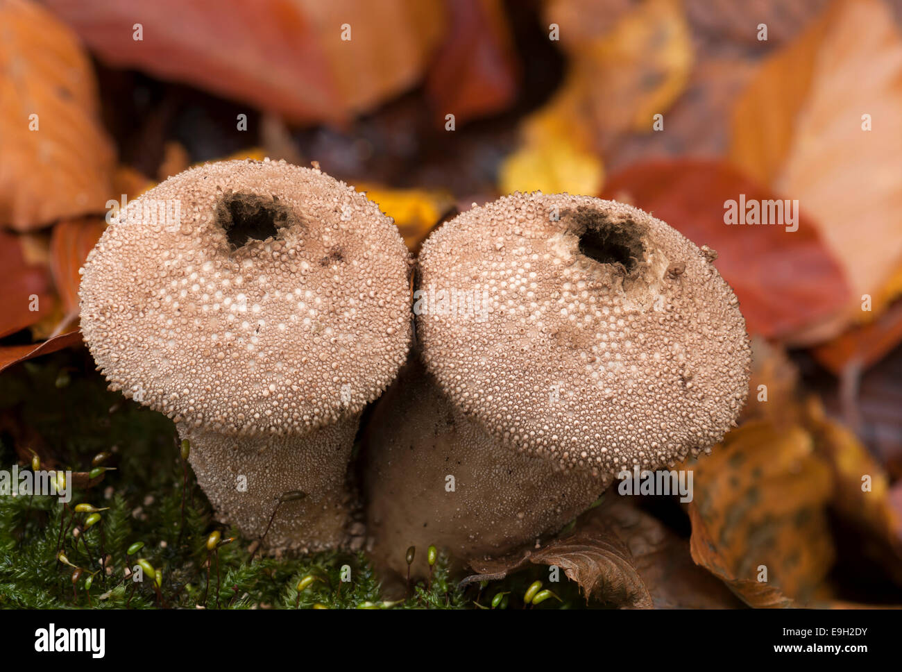 Common Puffball or Devil's Snuffbox (Lycoperdon perlatum) in autumn, Hesse, Germany Stock Photo