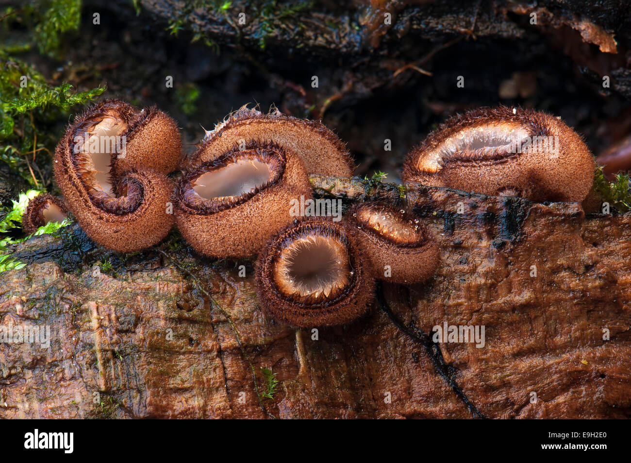 Glazed Cup or Hairy Fairy Cup (Humaria hemisphaerica) growing on rotting wood, Hesse, Germany Stock Photo