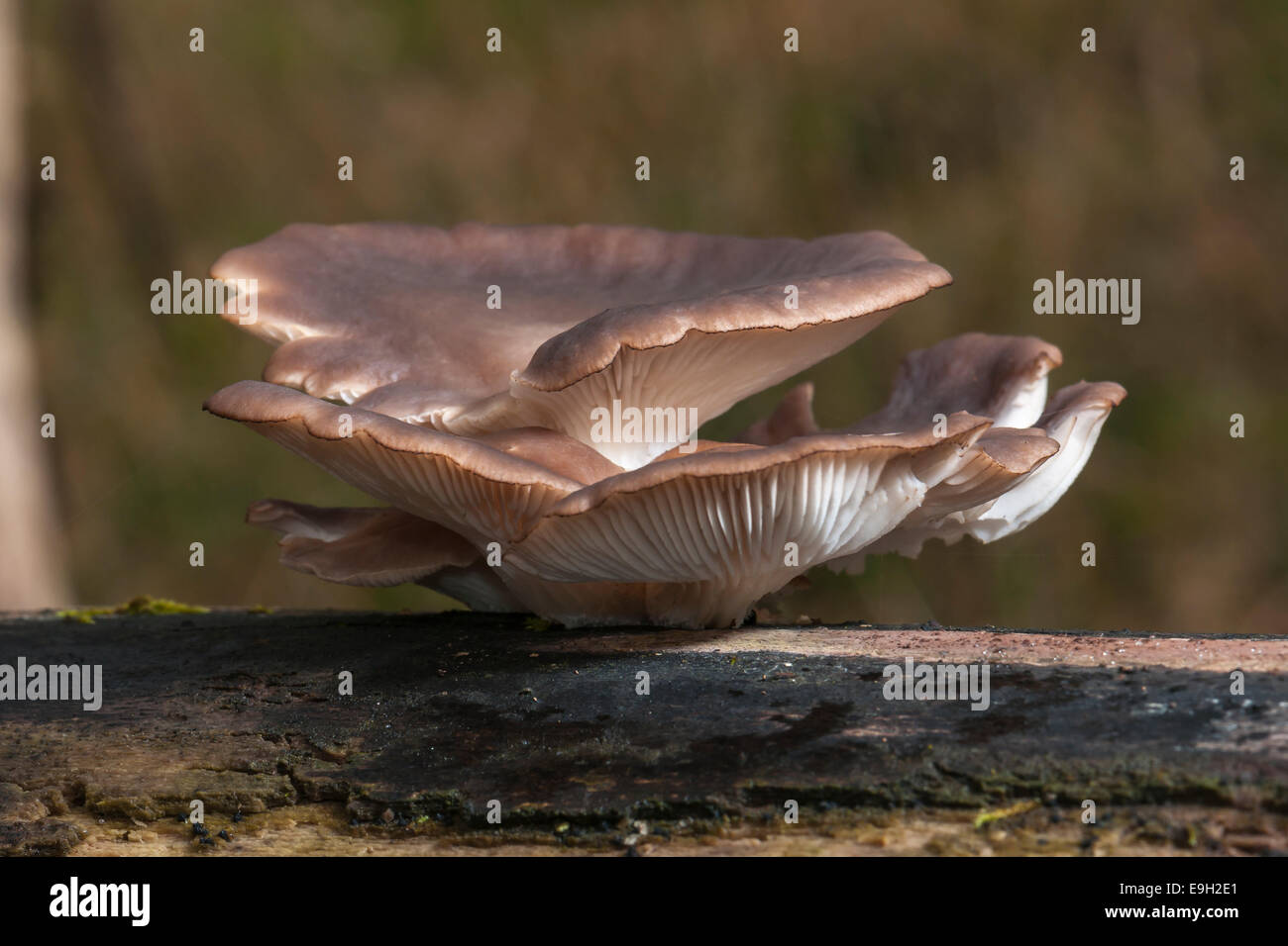 Oyster Mushroom (Pleurotus ostreatus), edible mushroom, Hesse, Germany Stock Photo