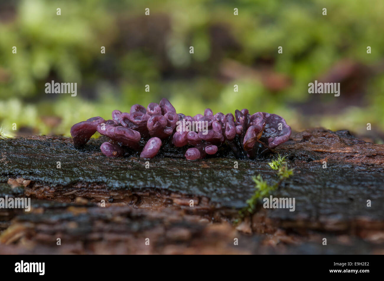 Purple Jellydisc (Ascocoryne sarcoides), fruiting bodies, Hesse, Germany Stock Photo