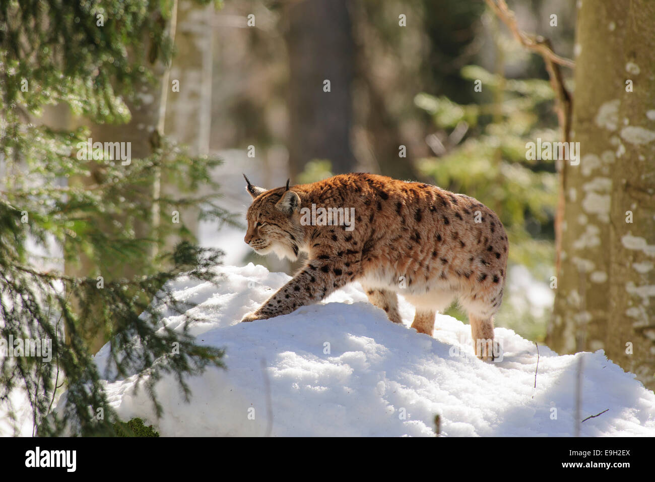 Eurasian Lynx (Lynx lynx), Bavarian Forest National Park, Bavaria, Germany Stock Photo