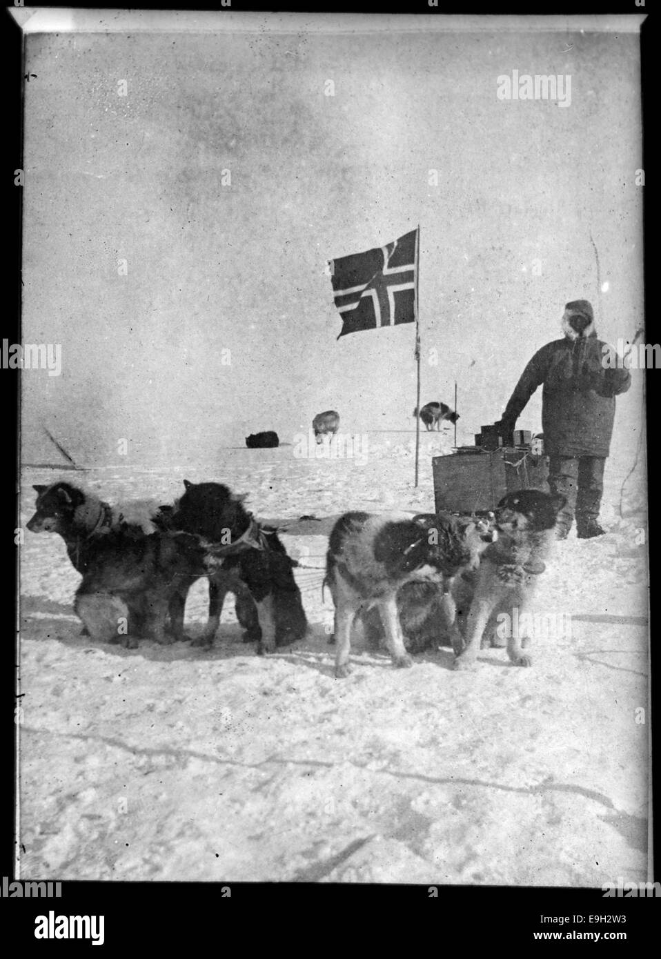 A photograph of Olav Bjaaland with his dog sled team at the South Pole on December 14, 1911, during Roald Amundsen's historic Fram expedition. This iconic image captures the moment of their polar achievement in Antarctica. Stock Photo