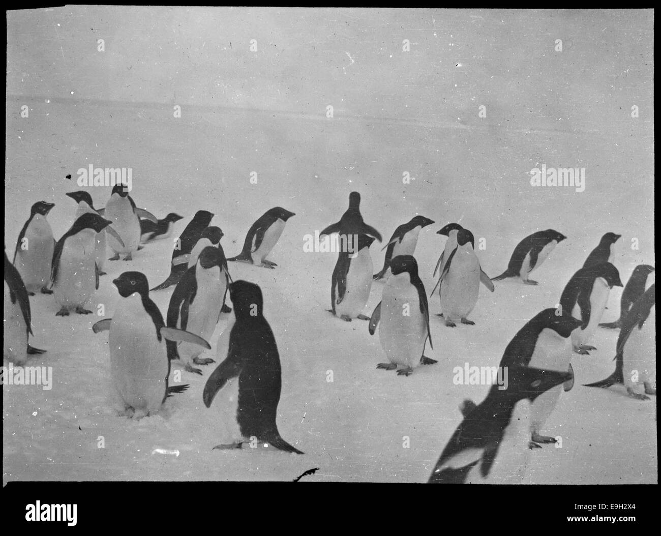 Pingviner i Antarktis / Penguins in Antarctica, 1910-1912 Stock Photo