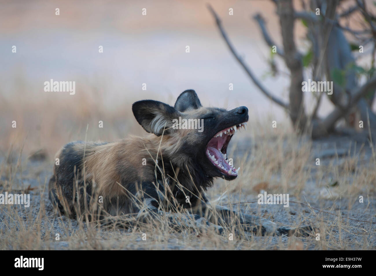 African Wild Dog (Lycaon pictus), Savute, North-West District, Botswana Stock Photo
