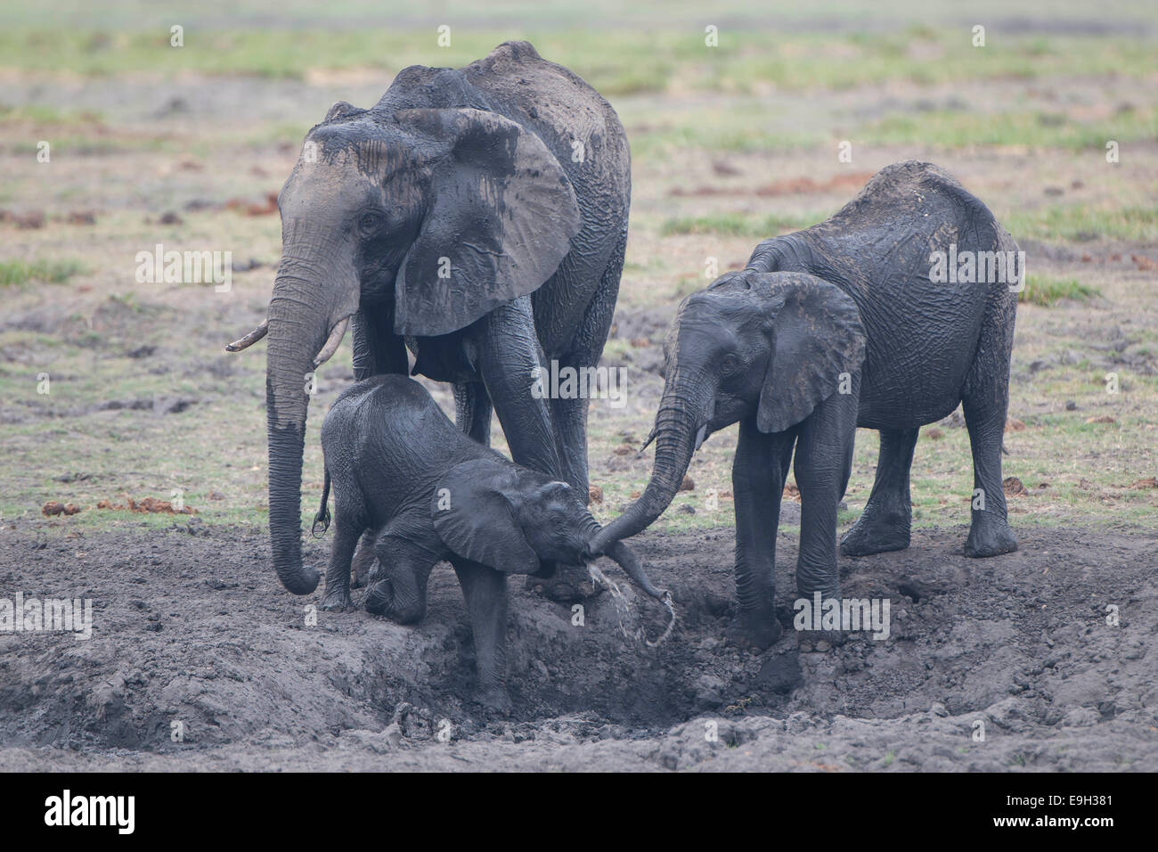 African elephants (Loxodonta africana) with calf, Savute, North-West District, Botswana Stock Photo