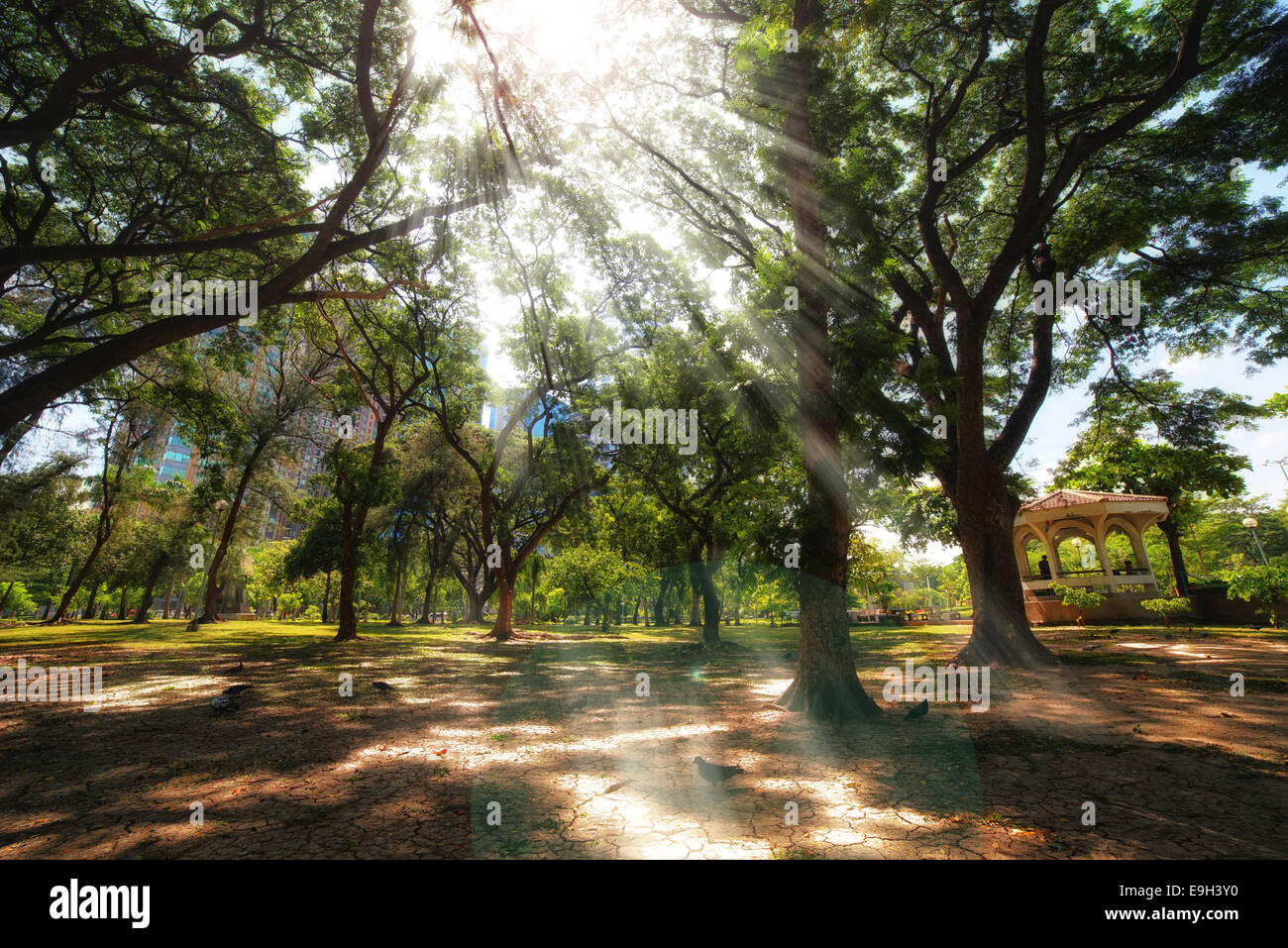 Green trees in rays sun hi-res stock photography and images - Alamy