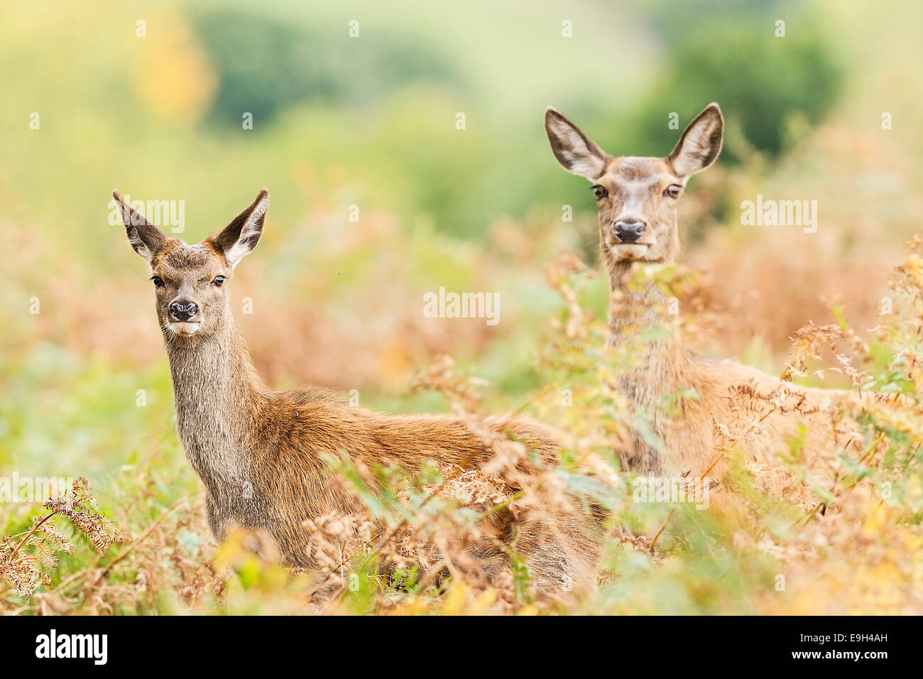 Red deer (Cervus elaphus) hind and calf during the annual rut Stock Photo