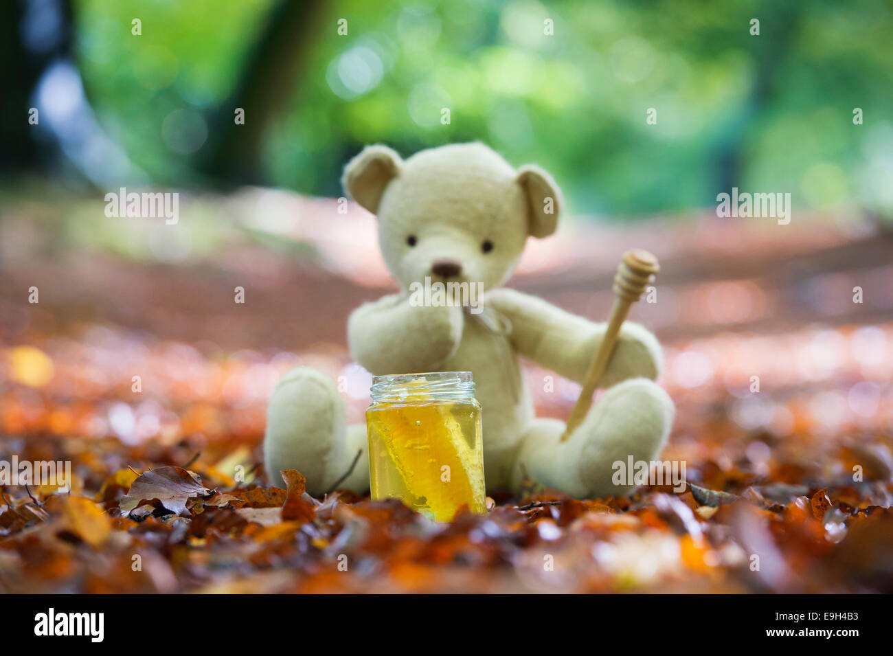 Teddy bear in a woodland in autumn contemplating eating a pot of honey Stock Photo