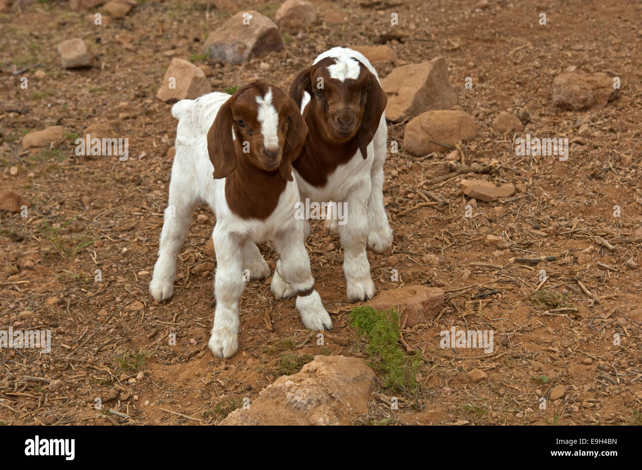 Boer Goat kids, near Kuboes, Richtersveld, Northern Cape Province