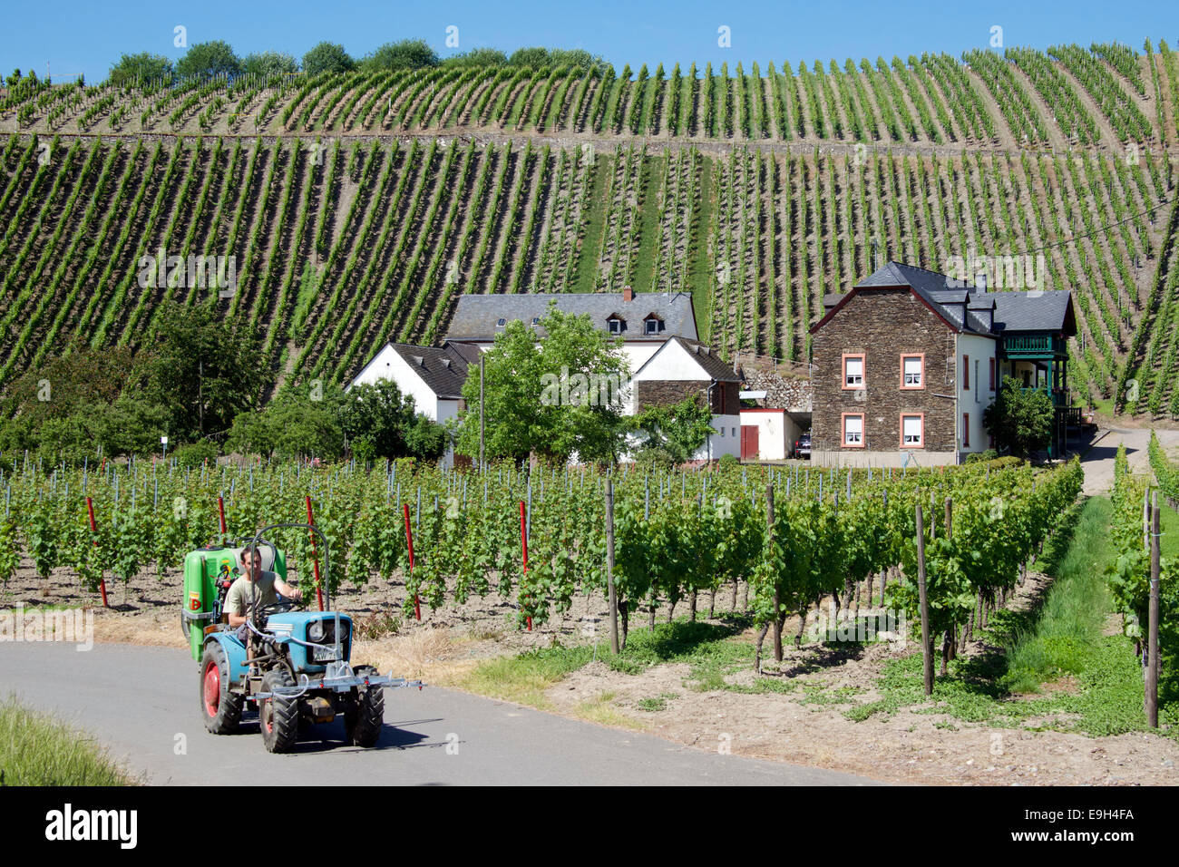Vine spraying tractor Drohn Moselle Valley Germany Stock Photo