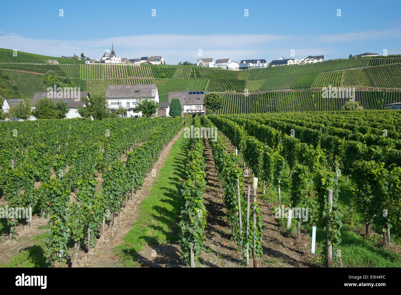 Vineyards Monzel Moselle Valley Geramany Stock Photo