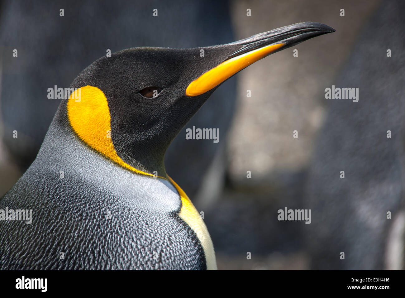 King Penguin (Aptenodytes patagonicus), Salisbury Plain, South Georgia and the South Sandwich Islands, United Kingdom Stock Photo