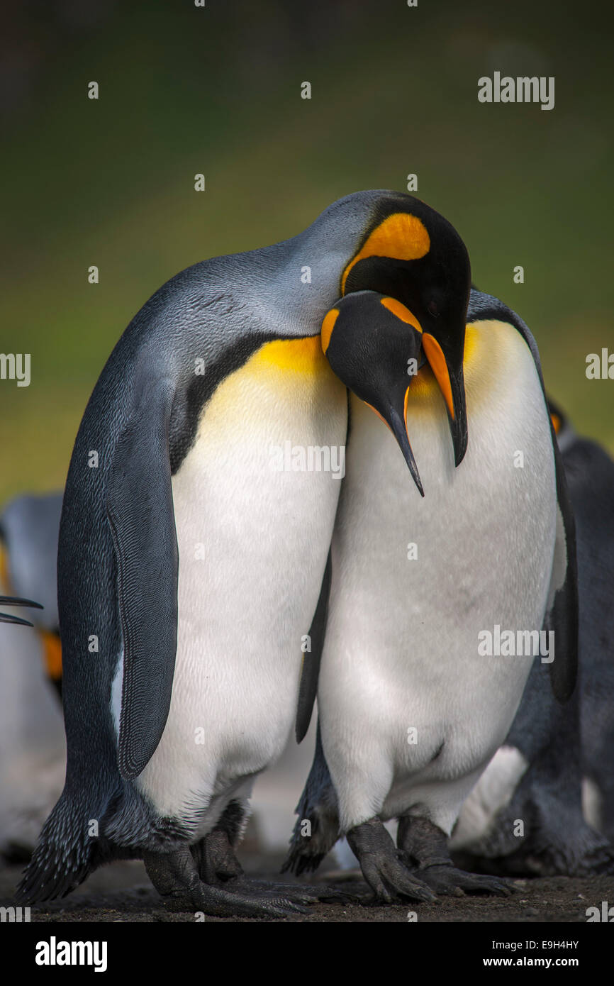 A pair of King Penguins (Aptenodytes patagonicus), Gold Harbour, South Georgia and the South Sandwich Islands Stock Photo