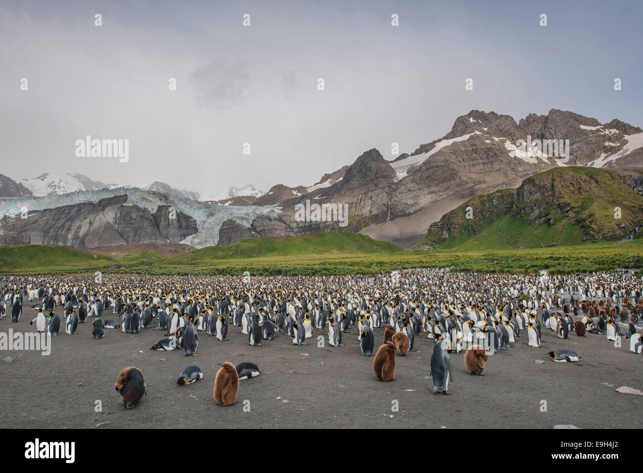 A colony of King Penguins (Aptenodytes patagonicus), Gold Harbour, South Georgia and the South Sandwich Islands Stock Photo
