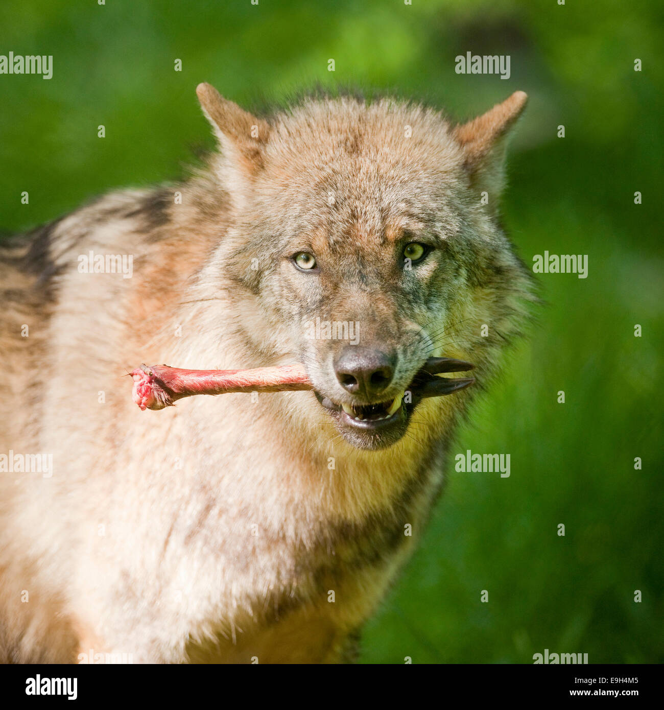 Wolf (Canis lupus), with bone in mouth, captive, Hesse, Germany Stock Photo