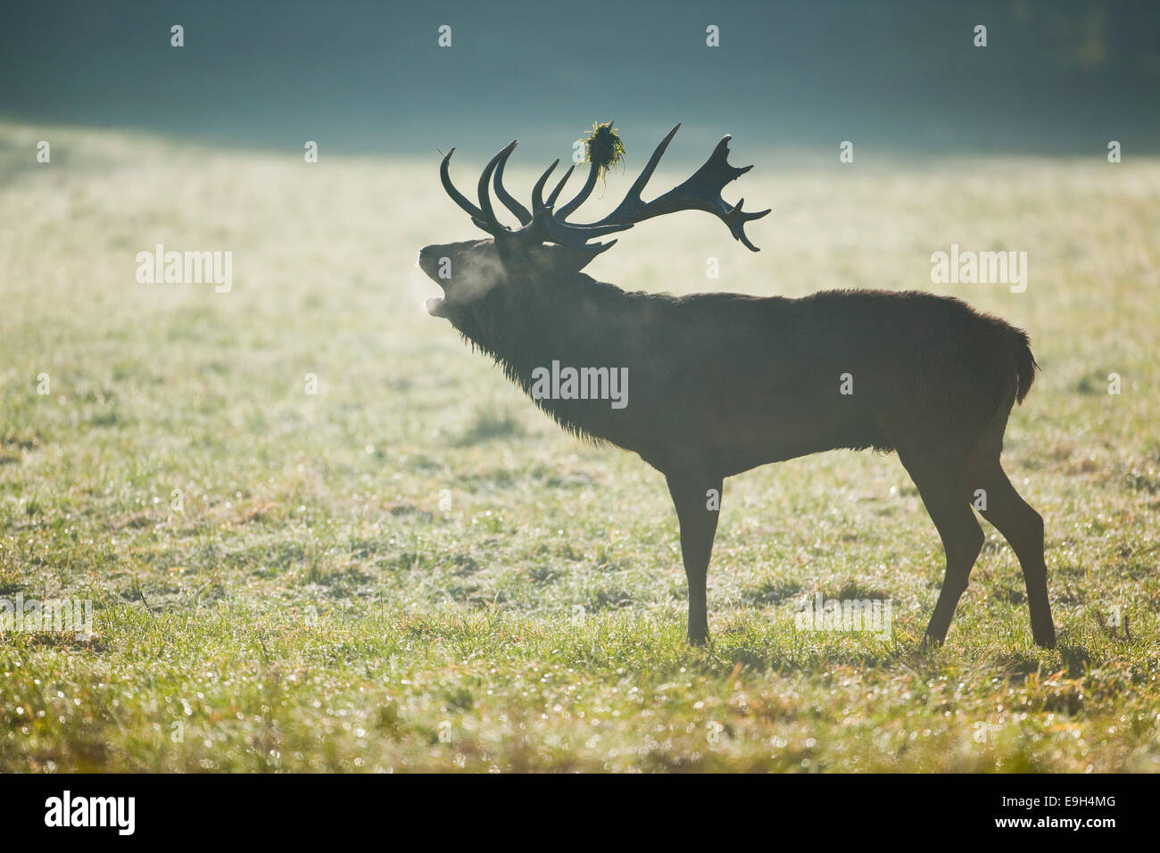 Red Deer (Cervus elaphus), stag belling, early morning, Lower Saxony, Germany Stock Photo