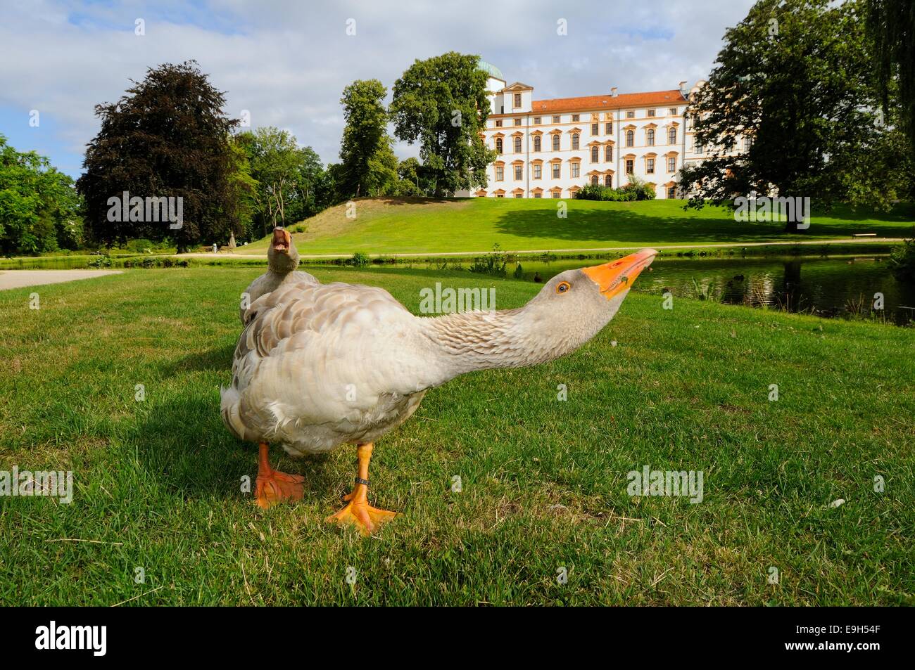 Schimpf end goose in front of Schloss Celle, Celle, Lower Saxony, Germany Stock Photo