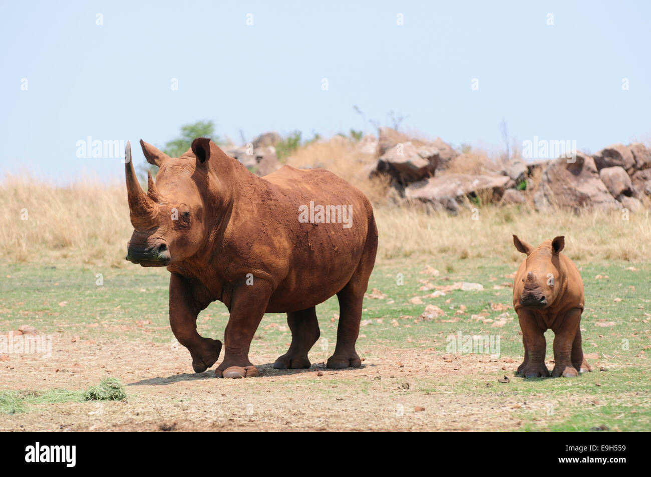 White Rhinoceros (Ceratotherium simum), female with calf, Rhino and Lion Nature Reserve, Krugersdorp, Gauteng, South Africa Stock Photo