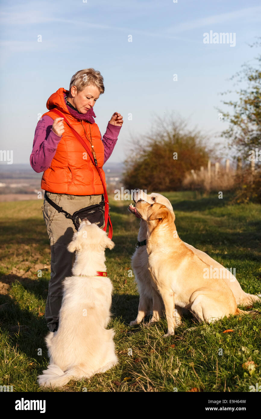 Three dogs, one Golden Retriever and two Labrador Retrievers sitting in front of a woman, Thuringia, Germany Stock Photo